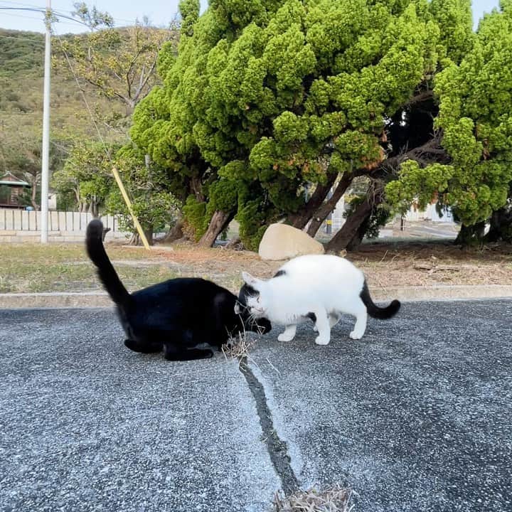 五十嵐健太のインスタグラム：「スリスリ＆猫パンチ #猫　#cat #catstagram  #黒猫　#白黒猫」