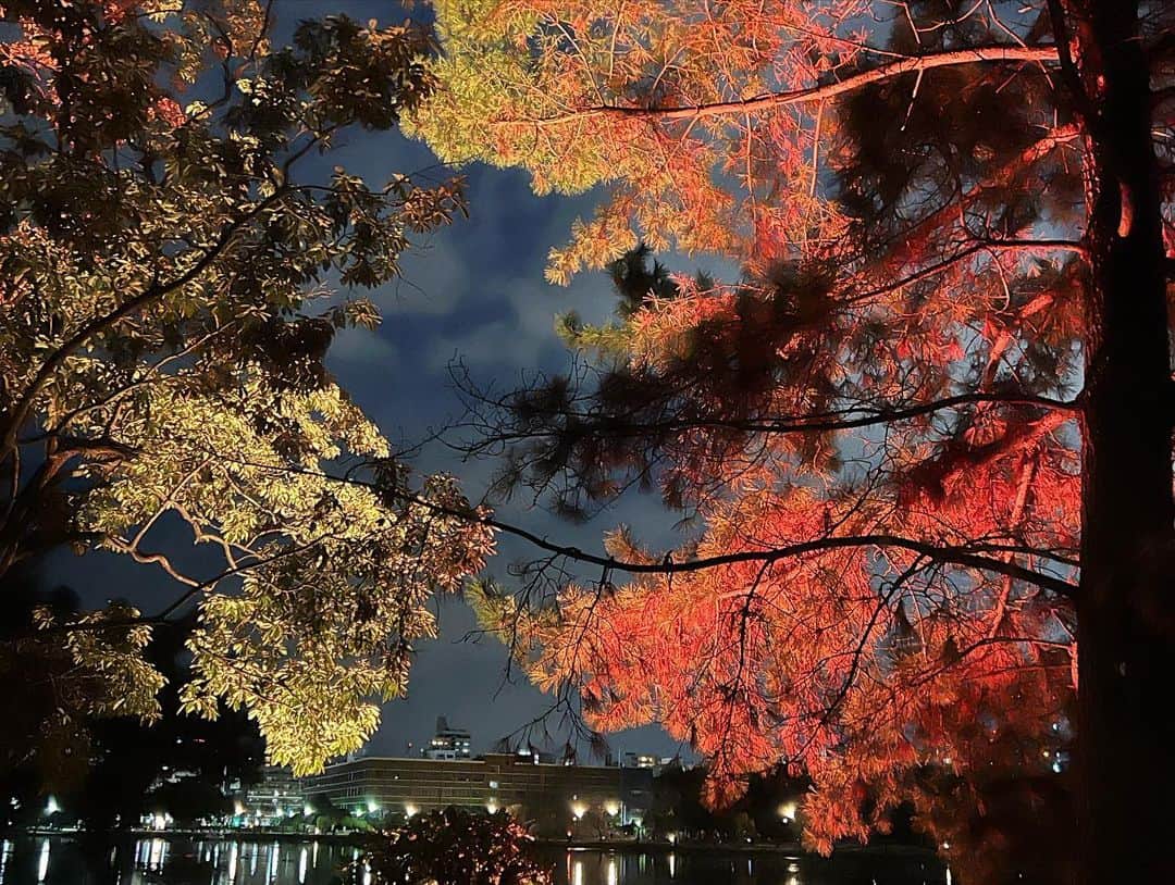 中澤裕子さんのインスタグラム写真 - (中澤裕子Instagram)「・・  福岡にはこんなに素敵な場所があります。  冬限定の光の幻想。  もう少し自由に行き来できるような 冬の季節になったら、是非見ていただきたい風景です。  #福岡 #大濠公園 #ライトアップ」1月9日 20時37分 - yuko_nakazawa_
