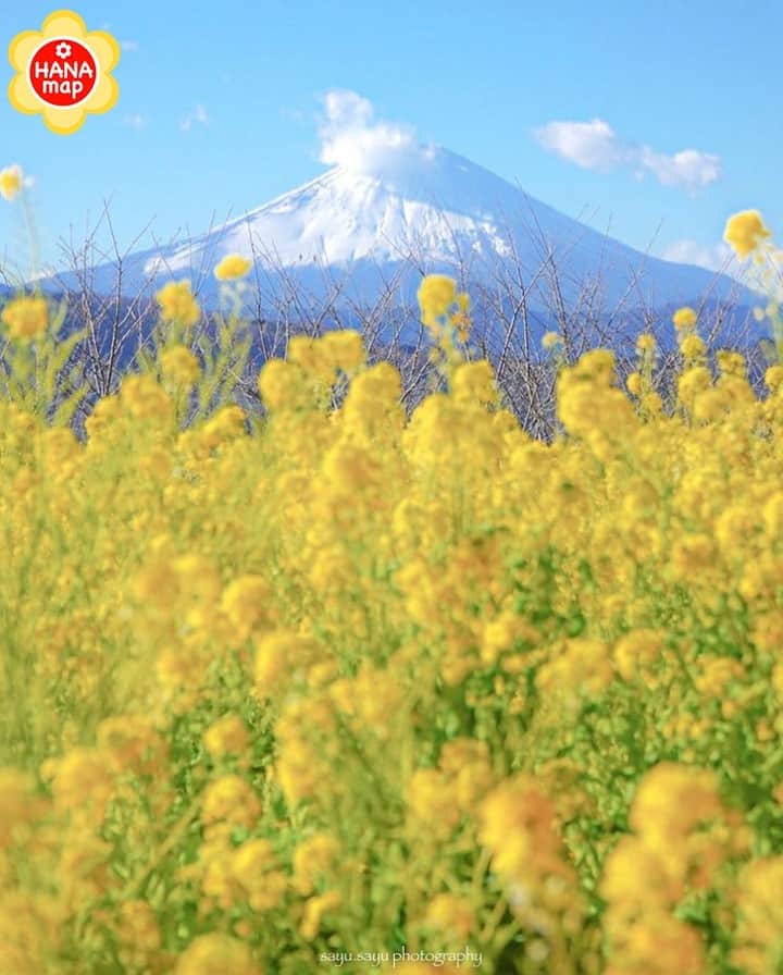 はなまっぷ❁日本の花風景さんのインスタグラム写真 - (はなまっぷ❁日本の花風景Instagram)「🌸はなまっぷ🌸 * @sayu.sayu さんの 花のある風景に花まるを💮 * 新春を祝う富士山と幸せ色の菜の花をありがとうございます😊🌸 * 神奈川　#吾妻山公園 Azumayama Park, Kanagawa Pref. * 🌼菜の花の花言葉📝🌼 小さな幸せ、元気いっぱい * ※見頃が過ぎている花、終わっている花もご紹介させていただいています。 * 🌸•••🌸•••🌸•••🌸•••🌸•••🌸 * いつも素敵なお花をありがとうございます😊 #はなまっぷ #日本の美しい花風景#花のある風景#花#花言葉#花#菜の花#ナノハナ#富士山#Mtfuji * 🌸••••••お知らせ••••••🌸 * 花風景検索サイト　はなまっぷ https://hanamap.com 🔍「はなまっぷ」または @hanamap プロフィール欄から ぜひご覧ください🌸」1月9日 20時47分 - hanamap