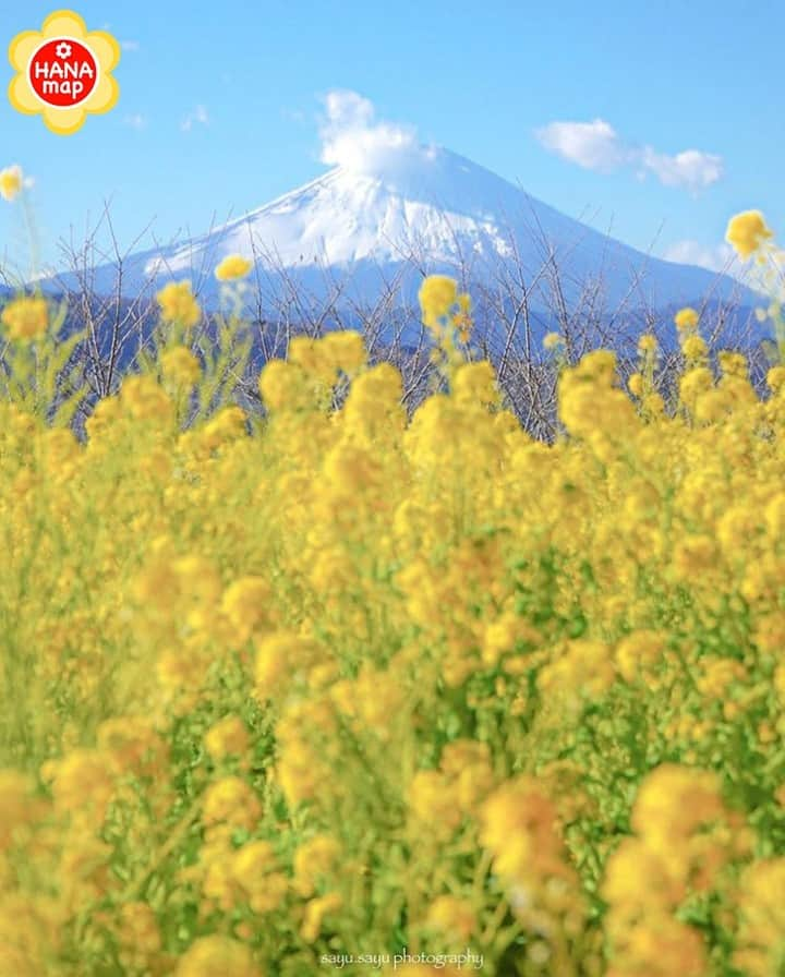 はなまっぷ❁日本の花風景のインスタグラム