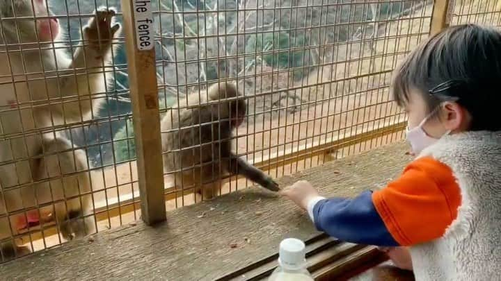 石塚錬のインスタグラム：「👦💬「小さいお猿さん、いっぱい食べてね🐵🐒❤️」 #1.オトナ猿を警戒しながらコドモ猿さんにエサをあげるレン🐒 #2.わんこそばのように次々とあげるレン🍜 #3-6.少しずつおサルに近づくレン🐒 #映画999 の出演にコメントくれた方ありがとうございました🥳🌟 . 👩💬「Little monkey, eat a lot🐵🐒❤️」 #1.Ren feeding a child monkey while being wary of an adult monkey🐒 #2.Ren feeding one after another🍜➿🔜 #3-6. Ren approaching the monkey little by little🐒〰️ #Thank you to those who commented on the appearance of movie 99.9. 🥳🌟 . #猿 #えさ #餌 #エサ #りんご #落花生 #monkey #feed #apple #nuts #원숭이　#에사 #ลิง #ให้อาหาร #monyet #memberimakan #猴 #喂养 #石塚錬 #成長日記 #ishizukaren #renishizuka #이시즈카렌」