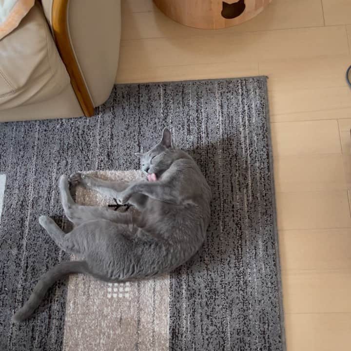 Hari?のインスタグラム：「気がつけば 成人の日💦 猫たちは今日も通常運転  今年もマイペースで行きます😽😽  #azumi #シニア猫 #猫動画　#catvideo  #cat #russianblue #猫 #ねこ #ロシアンブルー #chat  #gato #greycat  #greeneyes #emeraldeyes #ふわもこ部 #にゃんすたぐらむ  #みんねこ  #INSTACAT_MEOWS #catstocker #meowsandwoofs #excellent_cats #meowvswoof  #TopCatPhoto  #cutepetclub #IgAnimal_Snaps #cat_features #bestmeow #petoftoday」