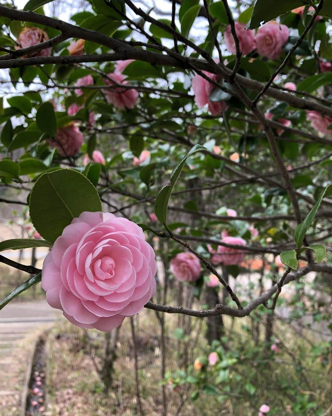 のインスタグラム：「☺︎ 新成人の皆さま！ おめでとうございます💐✨  ハタチ、とても素敵な響きです。  たくさんの幸せと笑顔が 降り注ぎますように🌞🌈🌈」