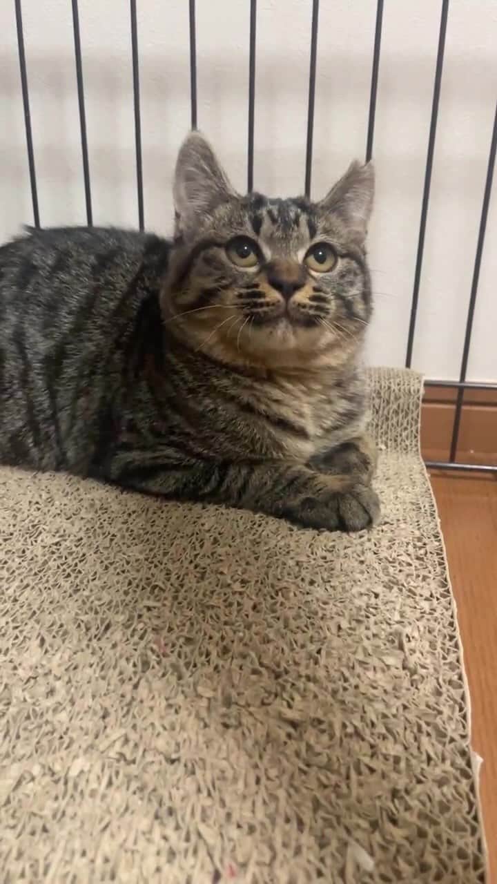 maimocotoのインスタグラム