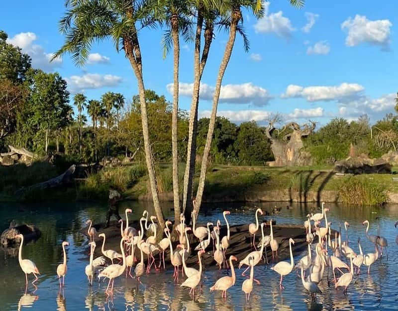 シャキーラさんのインスタグラム写真 - (シャキーラInstagram)「Recuerdos inolvidables! No hay nada como la fantasía! @DisneyParks @WaltDisneyWorld. Unforgettable moments! We all need a little fantasy!」1月11日 0時45分 - shakira