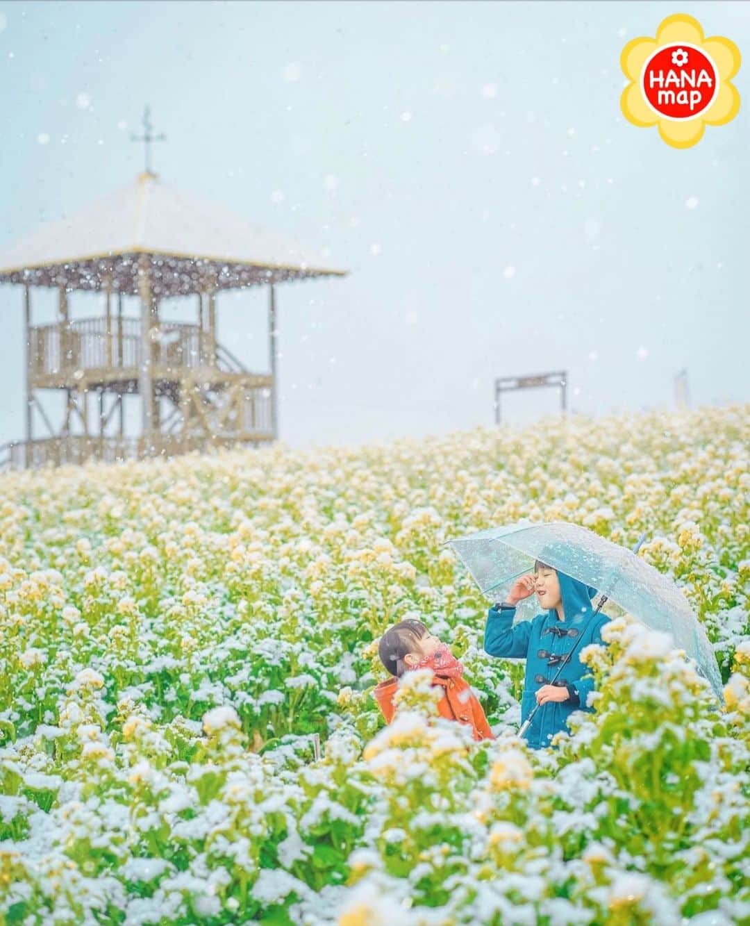 はなまっぷ❁日本の花風景さんのインスタグラム写真 - (はなまっぷ❁日本の花風景Instagram)「🌸はなまっぷ🌸 *  @amimama.5 さんの 花のある風景に花まるを💮 * 雪降る菜の花畑で楽しそうなひとときをありがとうございます😊🌸  愛知　#愛知牧場 Aichi Farm , Aichi Pref. * 🌼菜の花の花言葉📝🌼 小さな幸せ、元気いっぱい * ※見頃が過ぎている花、終わっている花もご紹介させていただいています。 * 🌸•••🌸•••🌸•••🌸•••🌸•••🌸 * いつも素敵なお花をありがとうございます😊 #はなまっぷ #日本の美しい花風景#花のある風景#花#花言葉#花#菜の花#雪#ナノハナ#花畑 * 🌸••••••お知らせ••••••🌸 * 花風景検索サイト　はなまっぷ https://hanamap.com 🔍「はなまっぷ」または @hanamap プロフィール欄から ぜひご覧ください」1月11日 9時01分 - hanamap