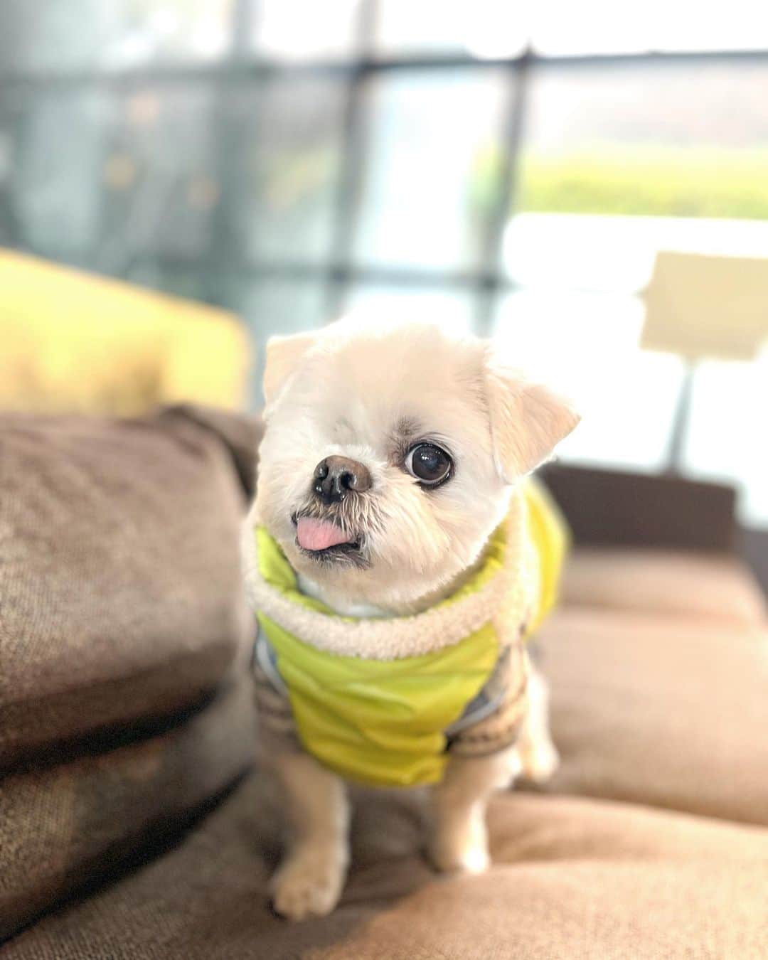 前園真聖さんのインスタグラム写真 - (前園真聖Instagram)「寒がりのアンジェロはしっかりアウターも着て防寒😊 #アンジェロ #ミックス犬」1月11日 17時39分 - maezono_masakiyo