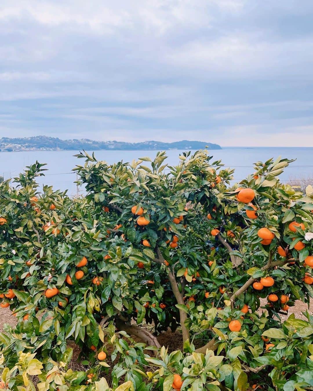 堀みづきさんのインスタグラム写真 - (堀みづきInstagram)「初めてのみかん狩り🍊  採れたてみかんは本当にジューシーで美味しい🌳 海を見ながらのみかん狩りは最高に癒されたし楽しかった🥰  #みかん狩り #みかん　#みかんの木 #オレンジ　#マルフクガーデン　#熱海」1月11日 17時59分 - mizuki_027