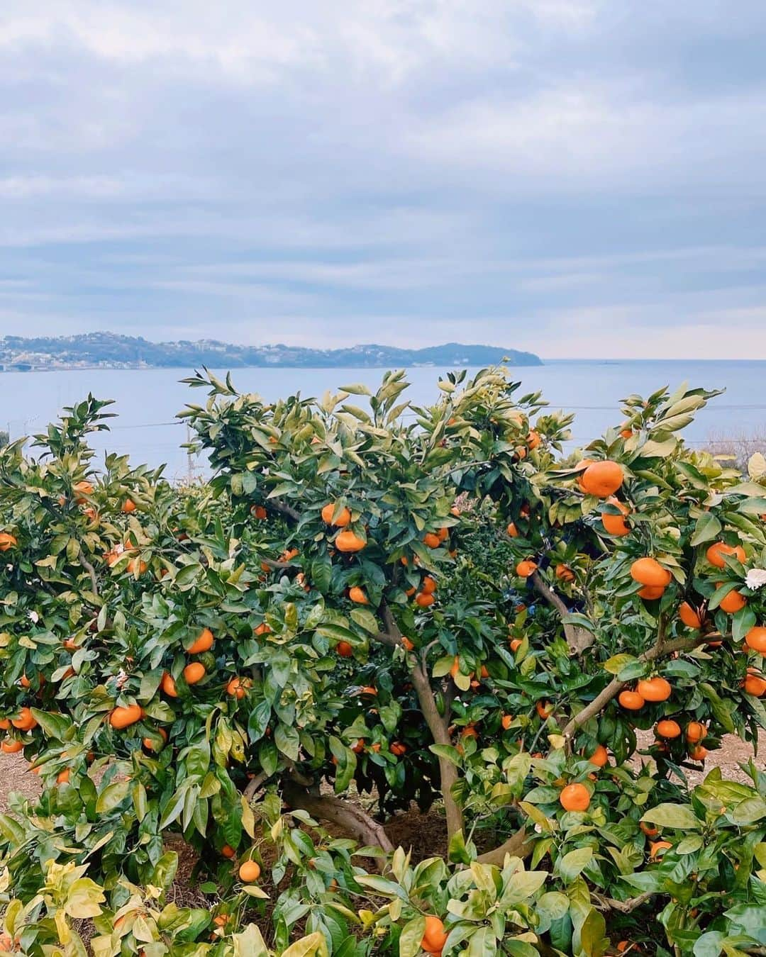 堀みづきさんのインスタグラム写真 - (堀みづきInstagram)「初めてのみかん狩り🍊  採れたてみかんは本当にジューシーで美味しい🌳 海を見ながらのみかん狩りは最高に癒されたし楽しかった🥰  #みかん狩り #みかん　#みかんの木 #オレンジ　#マルフクガーデン　#熱海」1月11日 17時59分 - mizuki_027