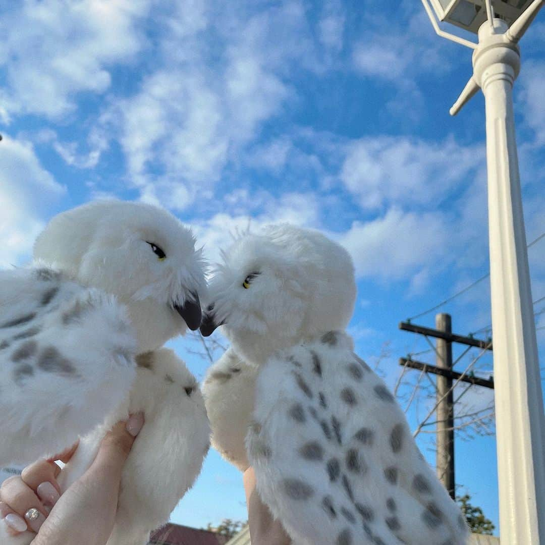 杉浦琴音さんのインスタグラム写真 - (杉浦琴音Instagram)「.  🕊💙☁  #ユニバ #usj #ヘドウィグ」1月11日 19時14分 - kotochannokoto