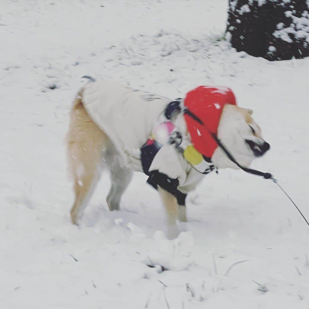 アブさんのインスタグラム写真 - (アブInstagram)「ゆ〜きやコォォォォォオオンコォォォォォオオン！！！  #dog #シバチャ #柴犬 #犬」1月11日 19時45分 - abuuungram