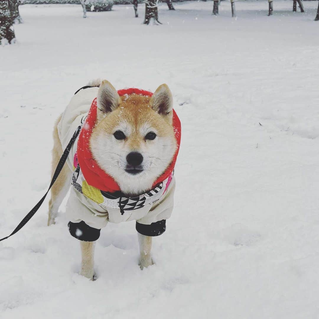 アブさんのインスタグラム写真 - (アブInstagram)「ゆ〜きやコォォォォォオオンコォォォォォオオン！！！  #dog #シバチャ #柴犬 #犬」1月11日 19時45分 - abuuungram