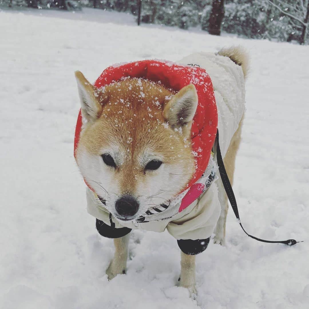 アブさんのインスタグラム写真 - (アブInstagram)「ゆ〜きやコォォォォォオオンコォォォォォオオン！！！  #dog #シバチャ #柴犬 #犬」1月11日 19時45分 - abuuungram