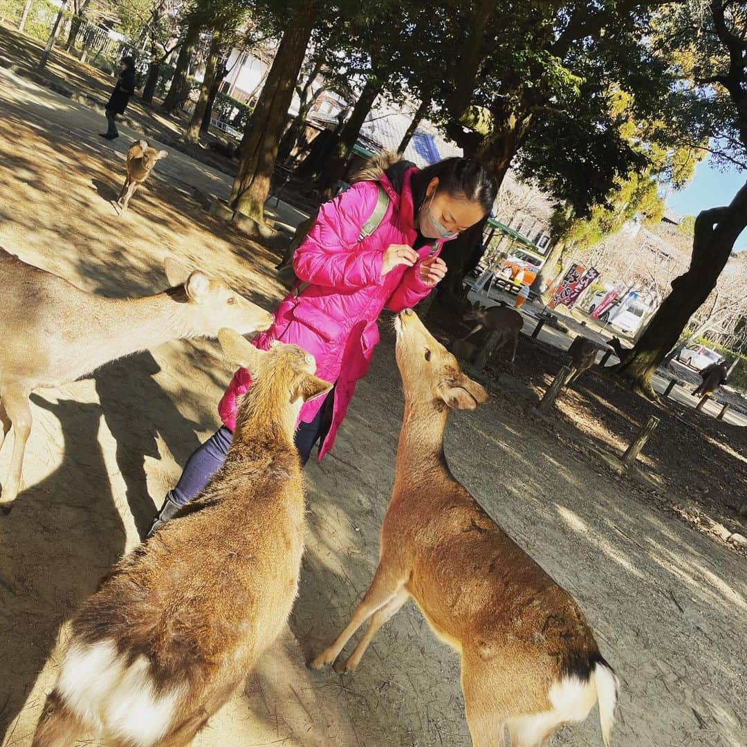 橘田いずみのインスタグラム：「Day7 奈良 #東大寺大仏殿   人生初上陸の奈良😀✨  思った以上に鹿がいてびっくりした！！ 大仏より鹿にびっくりした🦌  鹿に癒され、大仏に圧巻され。  そして、奈良にはこれといった食べ物が無いことに気づき。  焼肉を食べた😂  そしてここで友人とまたサヨナラ。 また一人旅の始まりです✨😂  #奈良」