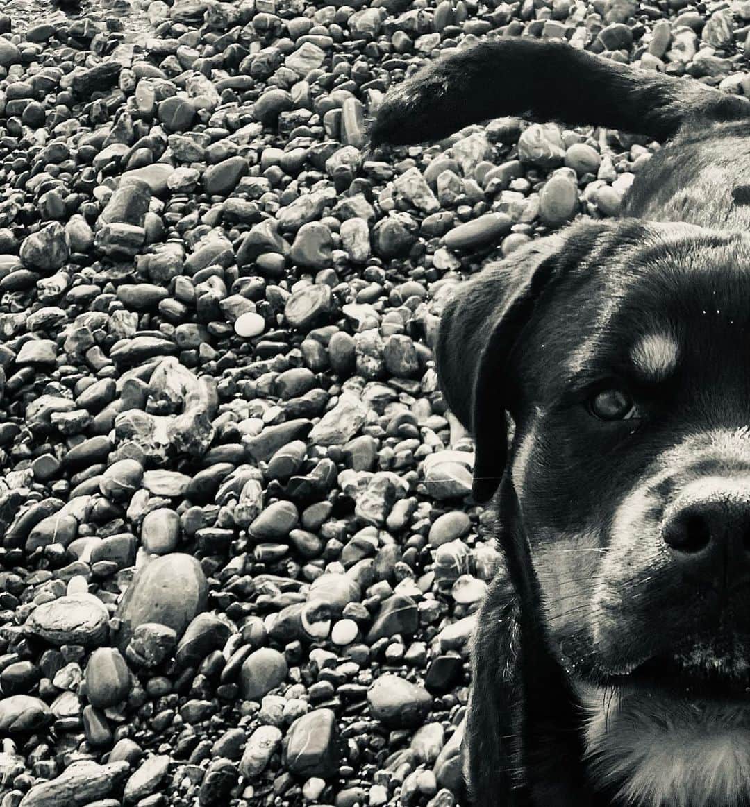 ヴァレンティナ・アリゲッティのインスタグラム：「❤️ #Jorah #sonofigomarestoumile #solofigaccioni #therainbowflock #marchesatokennel #rottweiler」
