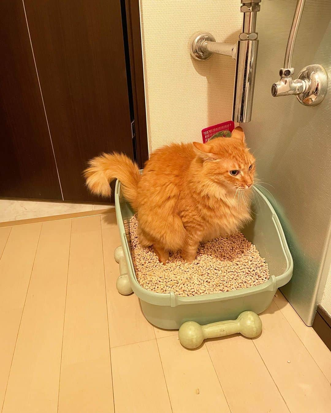 猫沢エミさんのインスタグラム写真 - (猫沢エミInstagram)「ユピ坊が、初めて私の前で💩✨をした記念すべき日。  この子はアイドルのように、絶対御用を足しているところを見せない子でした。  うちに初めて来た日、ピガに促されてピピしたときは目撃したけど、それから9年間、一度も見せなかった。  それがユピ坊のプライドなんだろうと、私も無理に見たりはしなかった。  なんだかとても嬉しかった。  またひとつ深く、私を信用してくれたみたいで。そしてやがて訪れる老後のオシモケアも、これで安心して堂々とできるな……みたいな。  #ユピ坊　#今日はとても良い日だった　#真剣でかわゆい #一粒万倍デー　#マズル膨らませて力んでる顔も初めて見た😍」1月12日 0時50分 - necozawaemi