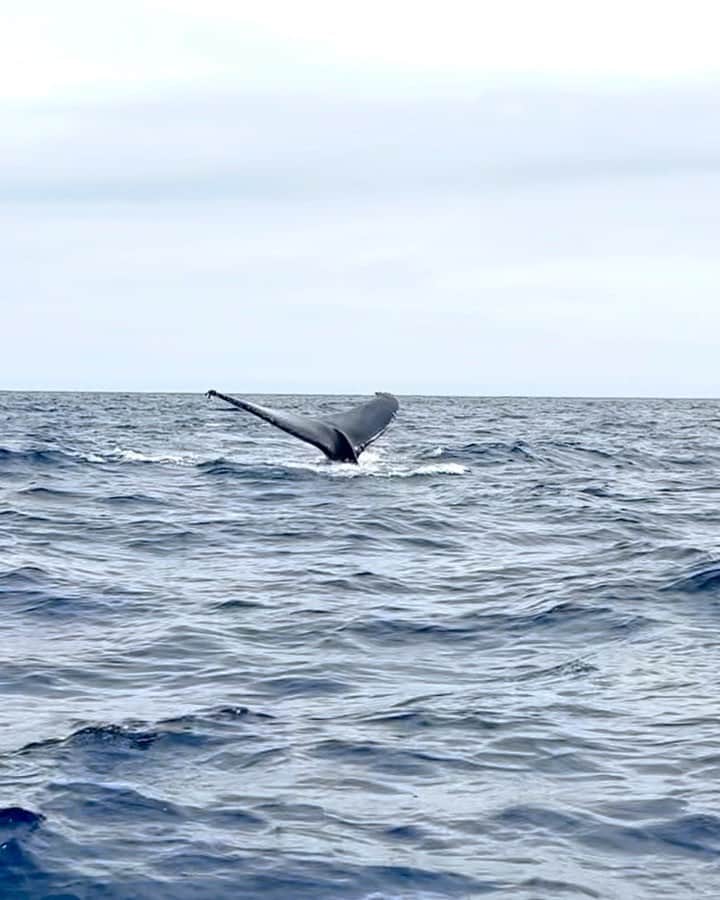 のインスタグラム：「Whale hello there!!!」