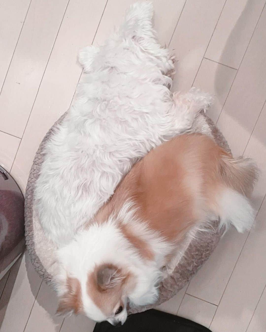 村田充さんのインスタグラム写真 - (村田充Instagram)「どうしても小さい方のベッドで眠りたいのでしょうけども、それはお一犬様用でして、しかも先住犬のものでして。あと、頭が完全に床に落ちてまして。それで良いならこちらも別に構いませんけれども。」1月12日 1時42分 - mitsumurata