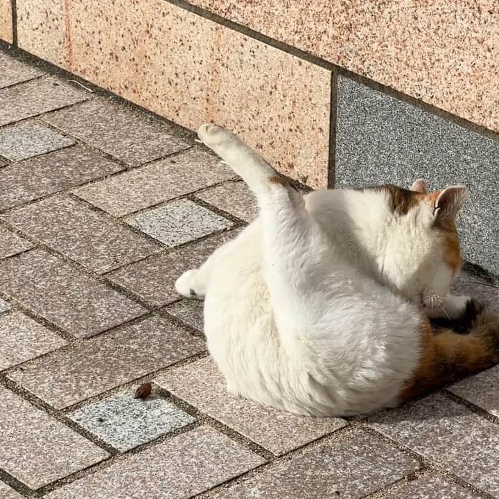 五十嵐健太のインスタグラム：「おはよう(=^x^=) #猫　#cat #三毛猫　#catstagram」