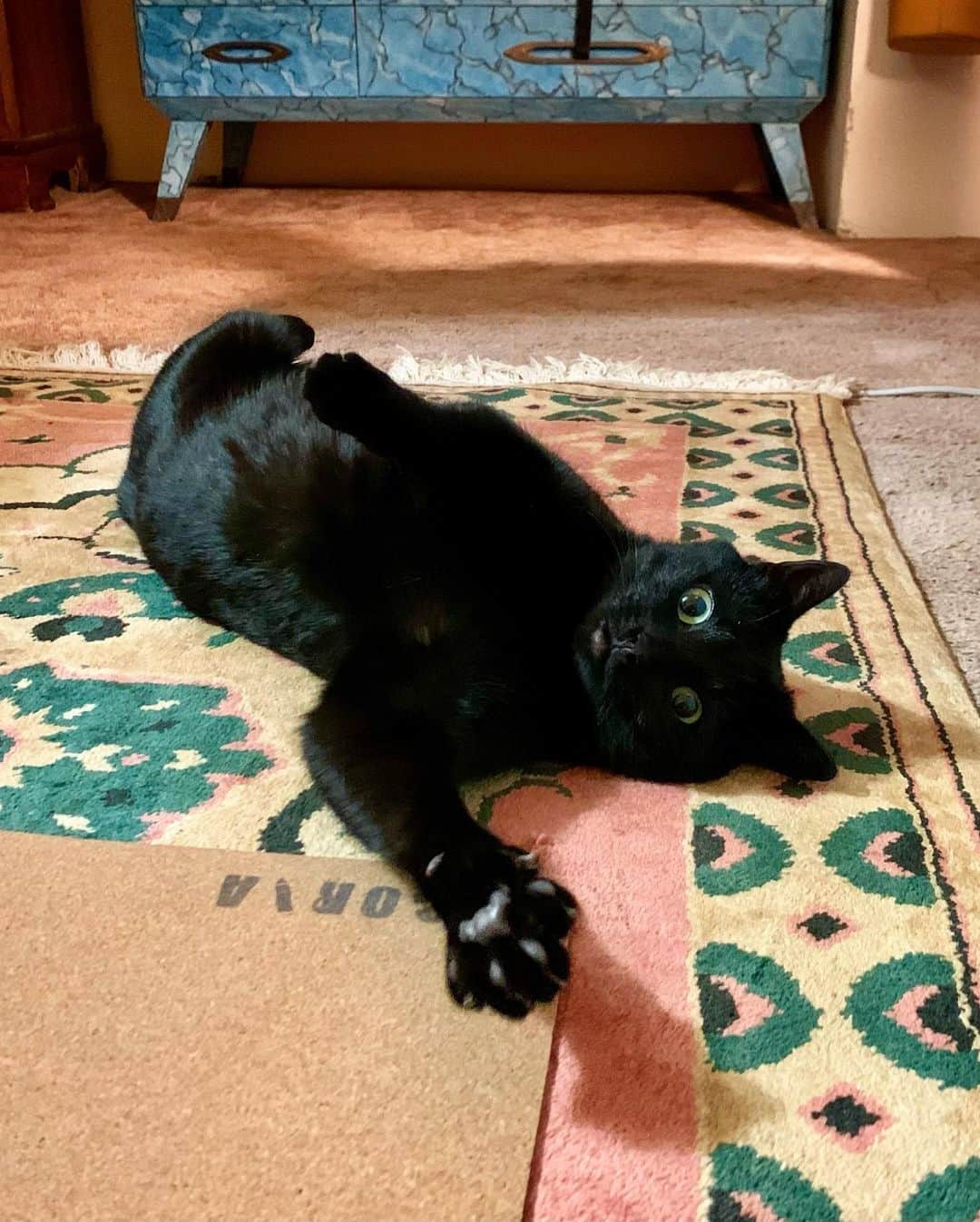 横井玲のインスタグラム：「My personal trainer is the weirdest ever🧘‍♀️  先生が柔らかすぎてついていけないヨガレッスン。  #cat #catsofinstagram #catlife #catlover #blackcat #catsareweird #adorable #yoga #yogapose #personaltrainer #animallovers  #ヨガ #ねじりのポーズ #黒猫 #ねこ #不思議な生き物」