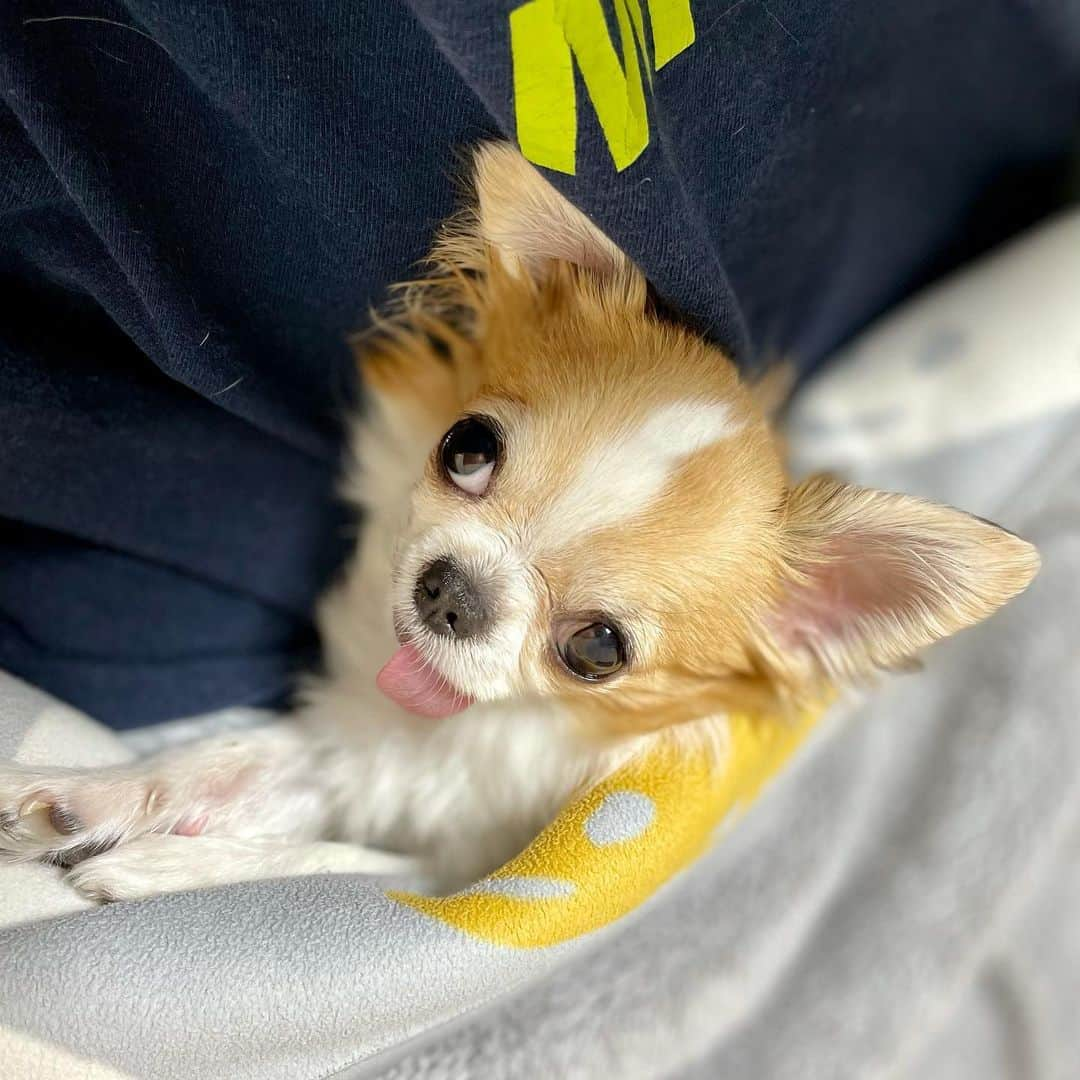 ちまのインスタグラム：「I'm sorry for the lack of posts. We are very busy right now. But we are doing very well!🐶✨  久しぶりの投稿…相変わらず投稿頻度が低めですみません🥲  #チワワ #chihuahua #ชิวาวา #PECOいぬ部 #WeeklyFluff #dogsofbark #chihuahualove #chihuahualife #chihuahuastagram #chihuahuasofinstagram #チワワのいる暮らし #チワワラブ #チワワ部 #チワワ大好き」