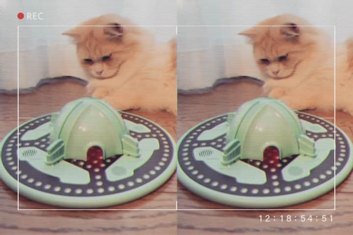 のインスタグラム：「承太郎の新しいおもちゃに 珍しいものげっとした🐈 ・ TrickyPawっていう 光や音や触感で猫の好奇心を擽るおもちゃだよ🛸 ・ 鳴き声みたいな音だったり光の動きだったり 獲物の狩りをしてるみたいな感じで 思った以上に承太郎が反応してくれるから楽しい🤭🤍 ・ スマホでアプリと連動して操作するんだけど 想像してたより簡単でよかった🤳 ・ クラウドファンディングで先行発売されてるよ  猫ちゃん飼ってる方におすすめ🐱  @mdace723 ・ ・ ・ ・ ・ ・ ・ ・  ・  ・ ・ #ねこ #猫 #ネコ #ネコグッズ #猫グッズ通販 #pr #cat #catstagram #猫のおもちゃ #マンチカン #猫のいる暮らし #猫好きさんと繋がりたい #ねこすたぐらむ #にゃんすたぐらむ #猫好き」