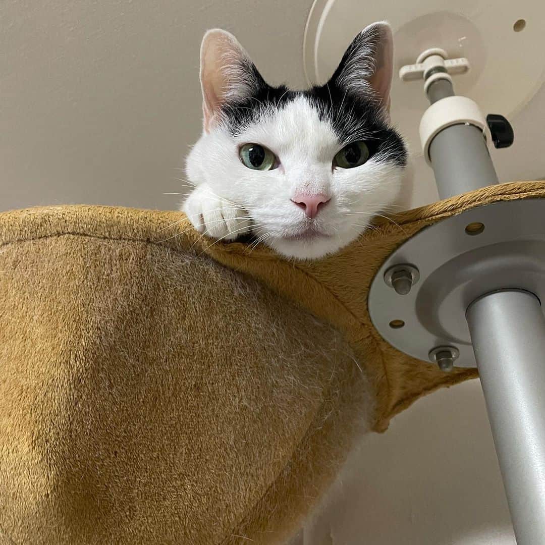 ghemtexのインスタグラム：「ランコアの飼育係の人が007の猫の飼育係の人と同じ人だと思い込んでました。全然違ったです。」
