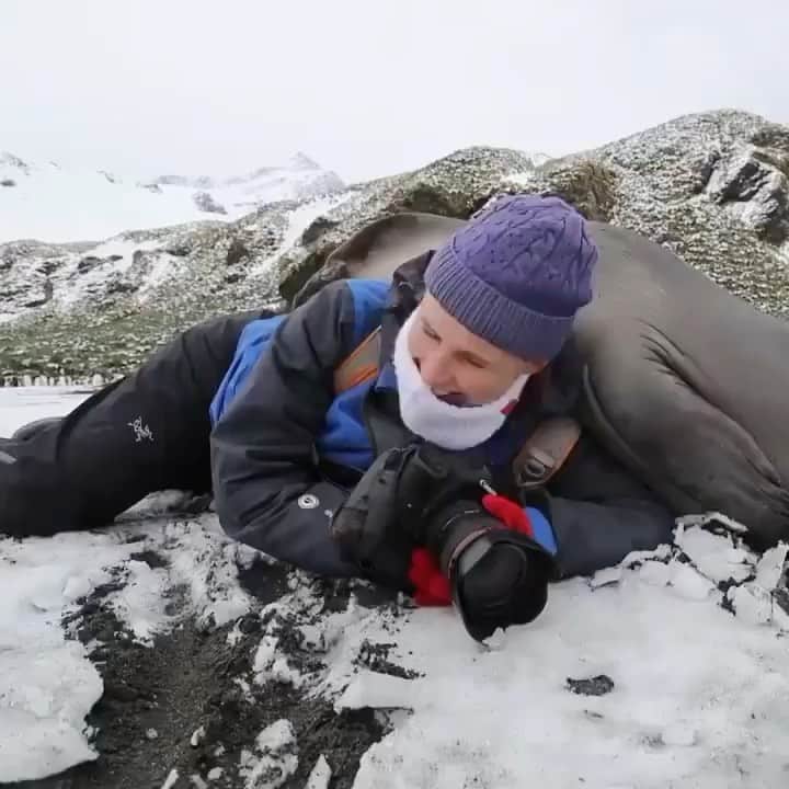 Awesome Wonderful Natureのインスタグラム：「The hazards of being a wildlife photographer😅 @chrisbrayphotography’s wife Jess was laying down to take a shot of some King penguins in South Georgia when a Elephant Seal pup decided to flop on over and give her a hug. They’re as heavy as they are adorable, almost. 🦭🥺   Video by @chrisbrayphotography」