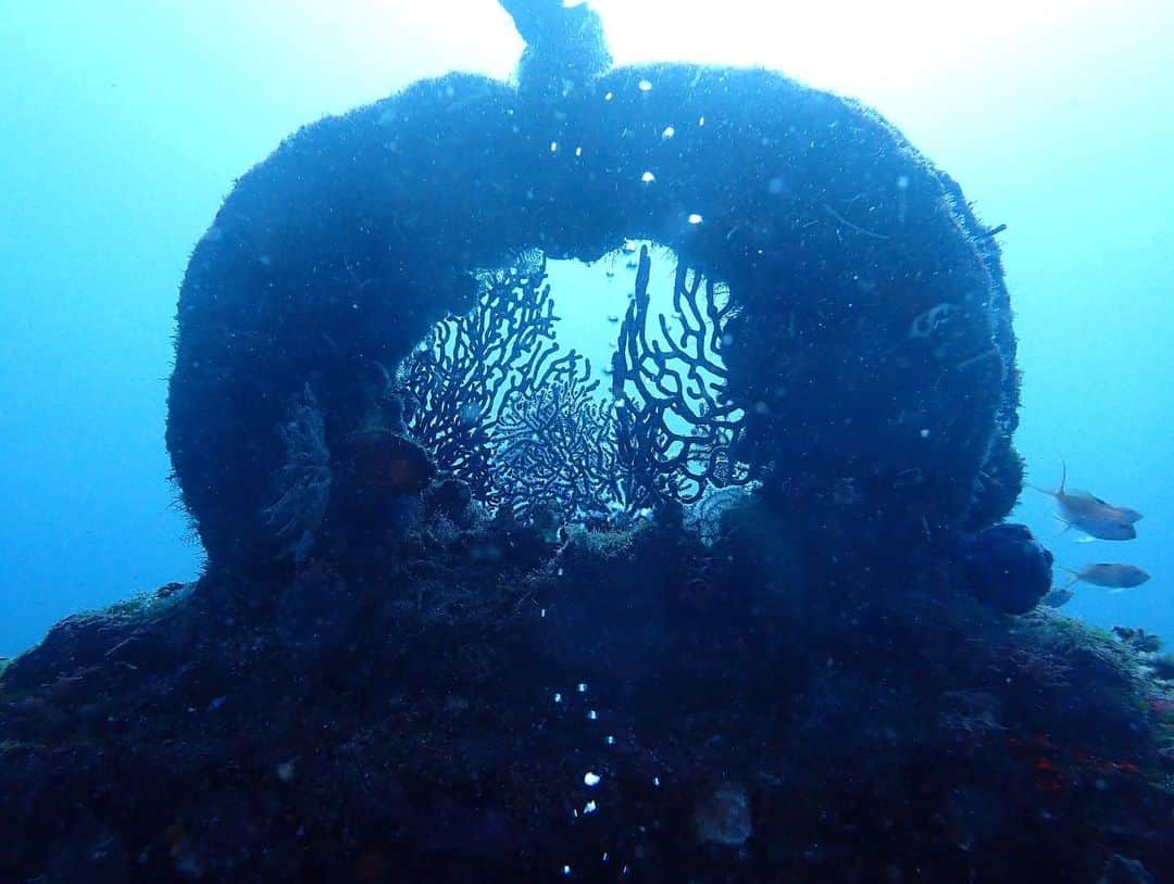 水原希子 さんのインスタグラム写真 - (水原希子 Instagram)「I went to dive and saw the sunken ship at Atami 🛳 I thought it was going to be spooky but they were so many creatures existing peacefully together and so many colorful corals as well! I got so excited swimming inside of the ship!   去年の年末、熱海の沈没船を見に潜りに行きました！ 潜る前は怖そうだなと思っていたけど、実際は色々な生物が共存していて珊瑚もカラフルで、イソギンチャクもとっても綺麗でした🐠✨船の中を通過する時めちゃ興奮した！  #希子の海物語」1月13日 12時10分 - i_am_kiko