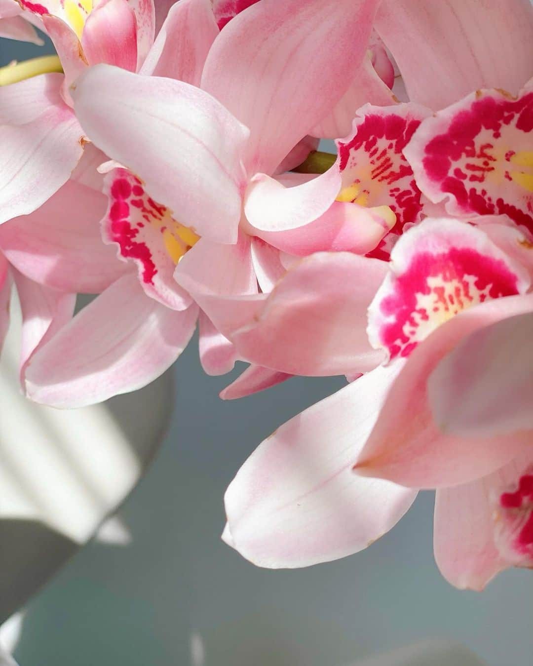美香さんのインスタグラム写真 - (美香Instagram)「シンビジウムって 可愛さと妖艶さ　 どちらも兼ね備えていますよね。 綺麗だなぁ💐  今日のお仕事は午後なので 二度寝しちゃおぅ💤  #冬の花 #シンビジウム」1月13日 7時47分 - mikaofficial99