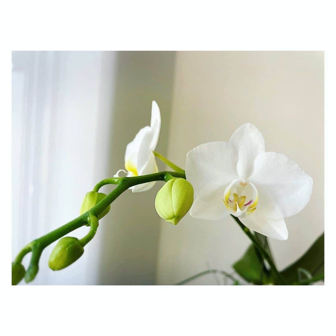 望月理恵さんのインスタグラム写真 - (望月理恵Instagram)「2輪目咲きました。  5年目の胡蝶蘭は数も少なくなって きたのと、花も小さくなってきたように思います。 咲く時期も遅れてきた、、かな。 栄養が足りないんですかね〜。 #胡蝶蘭#胡蝶蘭の育て方  知りたい#来年が不安」1月13日 9時20分 - mochiee28