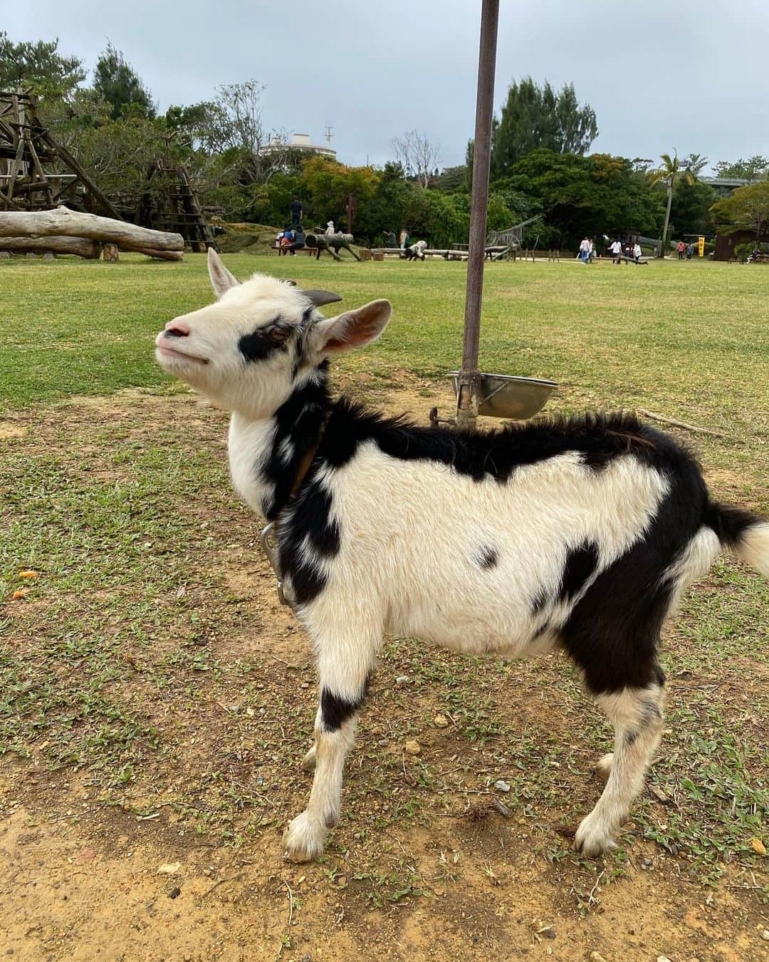 細井宏美さんのインスタグラム写真 - (細井宏美Instagram)「Goat Baby🖤🐄🤍🖤 子ヤギちゃん癒やしをありがとう！  #幸せ#🥺#ビオスの丘#cutebaby」1月13日 14時48分 - romihi_romihi