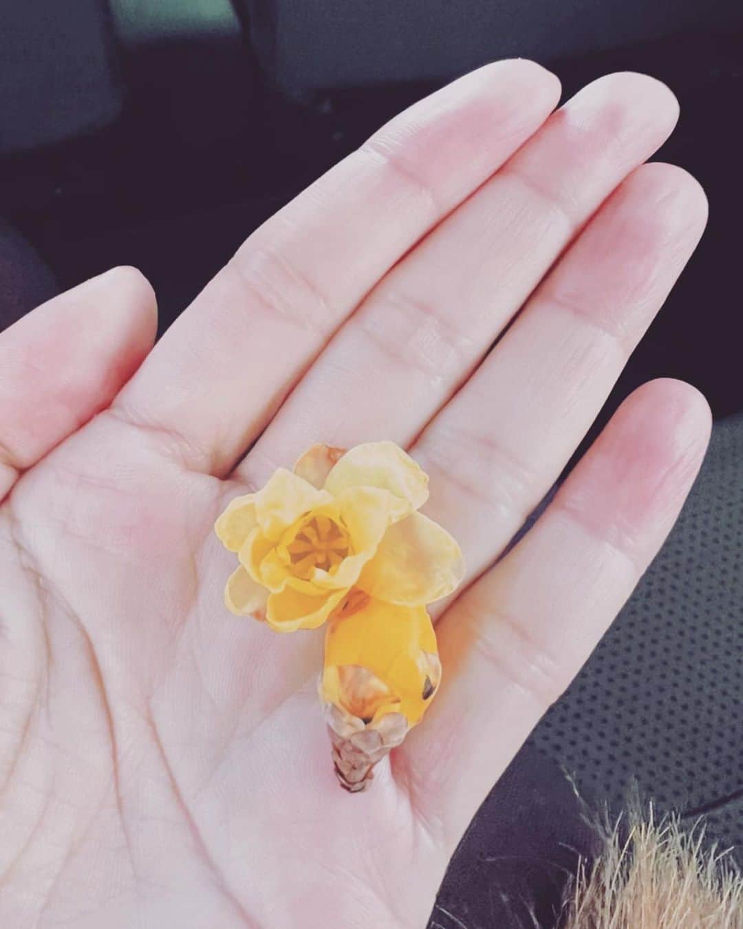 あびる優さんのインスタグラム写真 - (あびる優Instagram)「都会から少しの間離れて、家族とゆっくり過ごせました☺️💕 帰り際に祖母が「優ちゃん蝋梅咲いとるけん、いい香りたい。持って行きなさい👵🏻🌸」って。 ほっこり温かい気持ちになりました🥺 近くの海まで母と夕日を見に行ったり🥰  #selfie#flower#video#蝋梅#いい香り#花#お花#海#有明海#動画#まったり#☺️#🌸」1月13日 19時40分 - yuabiru74