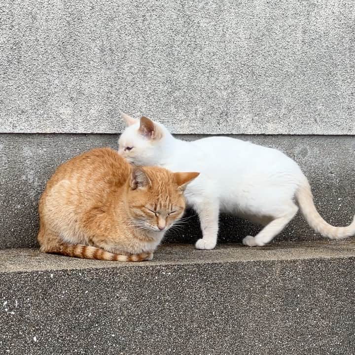 五十嵐健太のインスタグラム：「猫をまたぐのはok #茶トラ猫　#白猫　#猫　#cat #猫島　#飛び猫」
