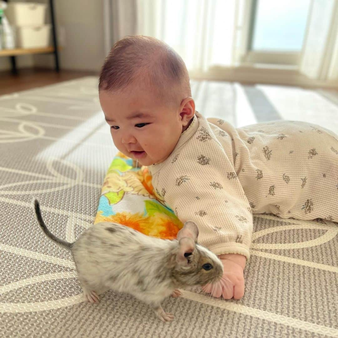 ハムスターのナッパさんのインスタグラム写真 - (ハムスターのナッパInstagram)「Hello‼︎ popo & karin 🥺🐭🐭💕 Befriending the baby*:ღ」1月14日 14時51分 - ham.nappa