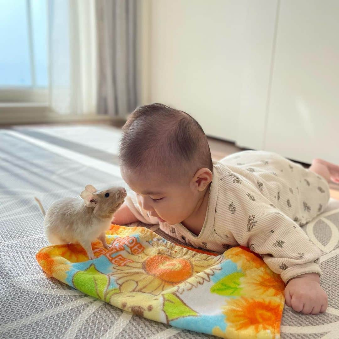 ハムスターのナッパのインスタグラム：「Hello‼︎ popo & karin 🥺🐭🐭💕 Befriending the baby*:ღ」