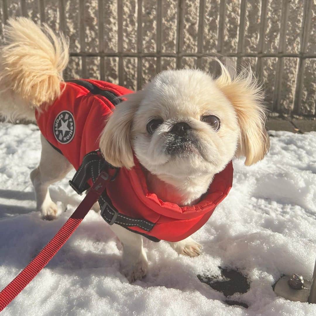 池田ゆりのインスタグラム：「ゆきんこ☃️  #kinaco #pekingese #白ペキ」