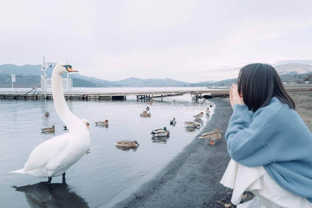 谷本琳音さんのインスタグラム写真 - (谷本琳音Instagram)「目の前に来てくれて 嬉しかったんだけど迫力がすごかったの🦢  #フィルムカメラ」1月14日 18時28分 - rion_tanimoto