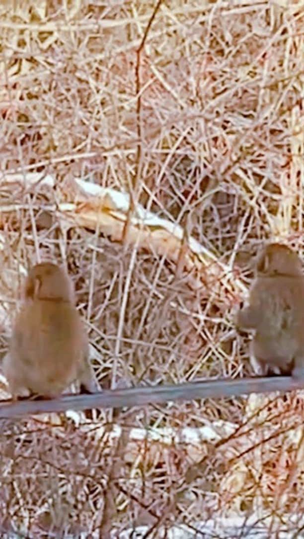久石譲のインスタグラム
