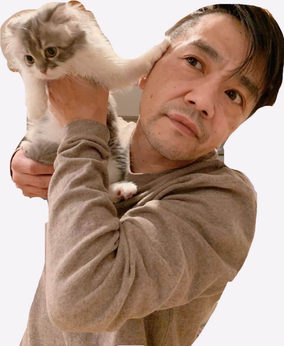 中川家のインスタグラム：「剛さん家の猫ちゃん(=^ェ^=) 可愛いから猫インスタ始めないか説得してます(=^ェ^=)  #猫 #スコティッシュフォールド #にゃんすたぐらむ #にゃんこ部 #こねこのいる暮らし #猫スタグラム #猫好きさんと繋がりたい #子猫ブリーダー #子猫可愛い #猫バカ #猫写真 #可愛い猫 #catsofinstagram #cats #cat #catlover #catlife #manchikan」