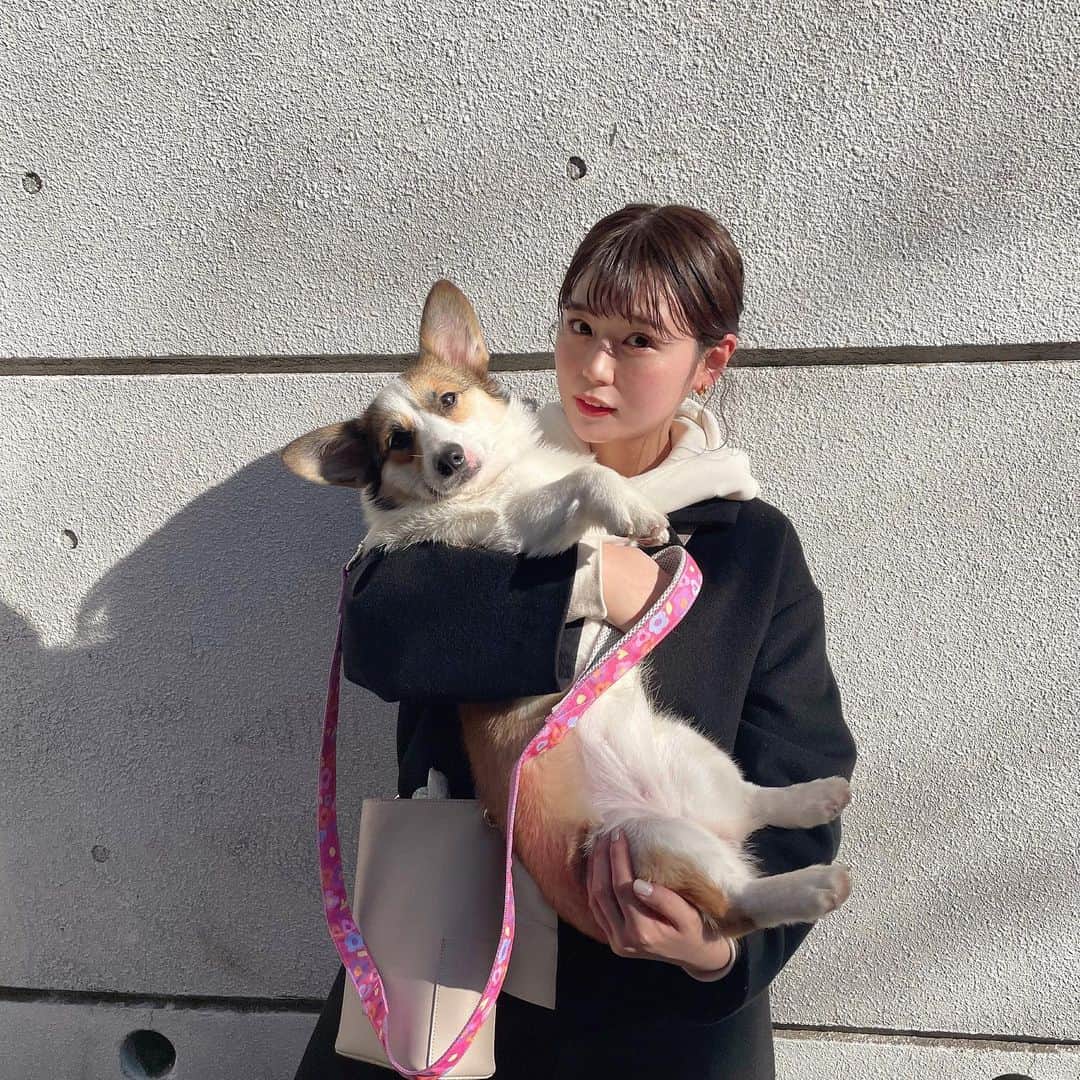 井口綾子さんのインスタグラム写真 - (井口綾子Instagram)「かんっわいいコーギーちゃん🥺🤍  わんこってどうしてあんなに可愛いの、、、？ 可愛すぎて構いすぎて嫌われないように気をつけながら接してる🥸  (なんかこの写真ちょっと嫌そうな顔されてない、、？眩しいだけ、、？)」1月14日 23時31分 - ayako_inokuchi