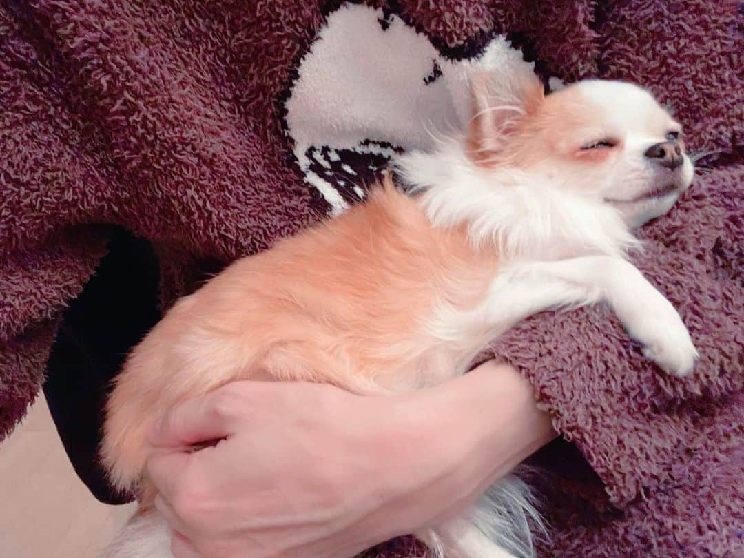 村田充さんのインスタグラム写真 - (村田充Instagram)「ご飯食べたらすぐ寝る犬。ぼちぼち起きて欲しいです。稽古があるので着替えたいですし、多分そろそろUber eatsの方も来られますし。」1月15日 11時37分 - mitsumurata
