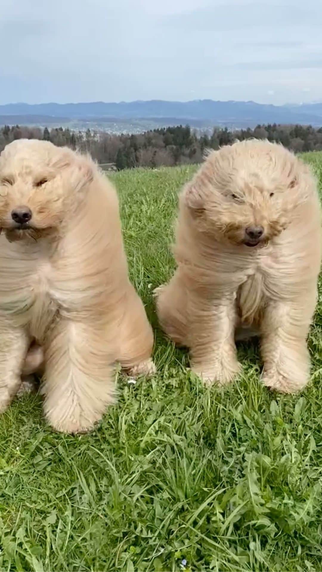 のインスタグラム：「Blowin’ in the wind.    On today’s #WeeklyFluff we are heading into the big outdoors with brother and sister goldendoodles Mia and Milo (@goldendoodledoos), who are getting a natural blow out.    Video by @goldendoodledoos」