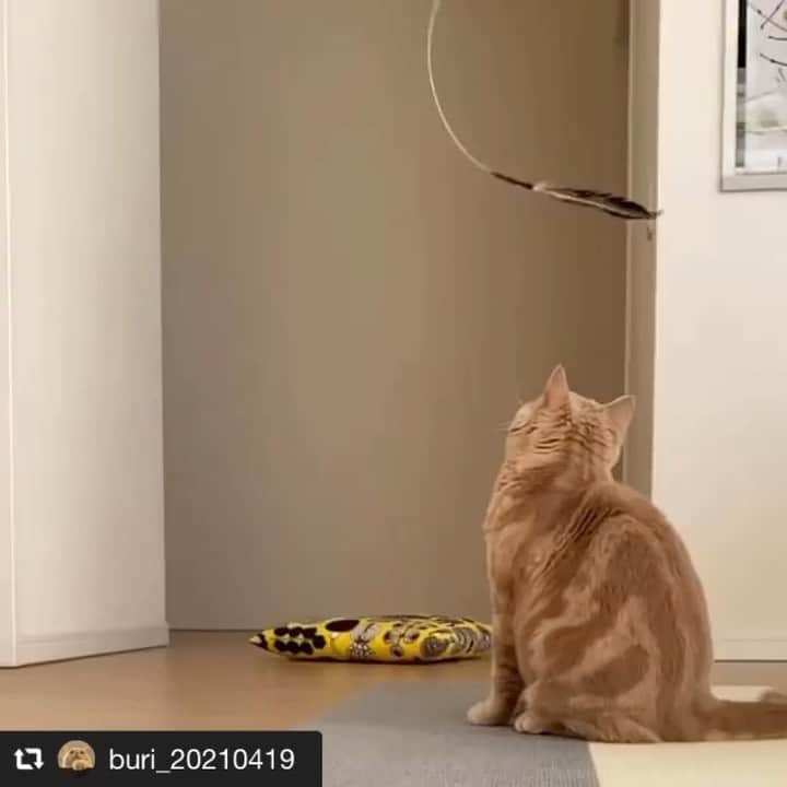 nocotoのインスタグラム