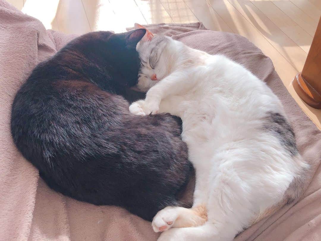Natsukiのインスタグラム：「腎臓悪ペア(笑)の平和なひととき(^^) しらすの足がくにっと笑  #cat  #scottishfold  #猫のいる暮らし」