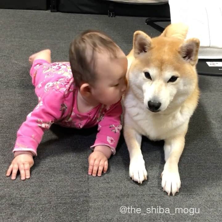 Moguのインスタグラム：「. 先ほど投稿間違えて消してしまいました😭コメントいいねくださった方すみません😭😭😭 . 柴犬を摂取するベビ子分なの。 #もぐマイナスイオン放出中 . @the_shiba_mogu  #柴犬 #shibainu #shiba#赤柴 #redshiba#犬 #dog#しばいぬ#nannydog#犬と子供#子供と犬#柴犬と子供#柴#赤ちゃんと犬#犬と赤ちゃん#柴犬と赤ちゃん#赤ちゃんと柴犬#柴犬のいる暮らし#子守犬」