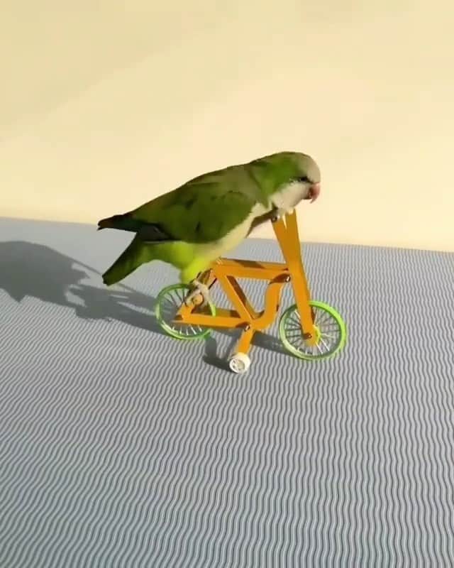 ジョジー・マランのインスタグラム：「Starting our Saturday off with a little #joyride 🦜What are you looking forward to most this weekend? 📸: @naturelife_ok」