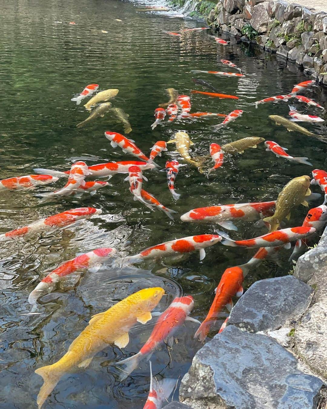 橘田いずみさんのインスタグラム写真 - (橘田いずみInstagram)「Day9  #香川 #うどん県   #栗林公園 が美しかった✨🥰 そしてこんな綺麗な金色の鯉にも初めて会った。  神戸からフェリーに乗り込み帰国へ🚢遂に四国上陸！！  うどん県で、うどん巡りまくった2日間。  #麦蔵 が群を抜いて美味しかった♨️🤩  本当は直島とかに行きたかったんだかど、平日は美術館も何処も閉まってた🥲🥲🥲  事前の調べも大事だったな😂」1月16日 0時35分 - kitta123_gyoza