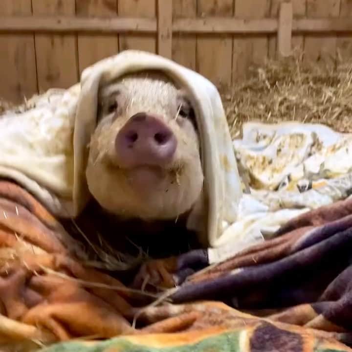 モービーのインスタグラム：「FYC: The best short film of 2022, ‘actual pig in a blanket(nativity scene redux)’. @sleepypigfarm」