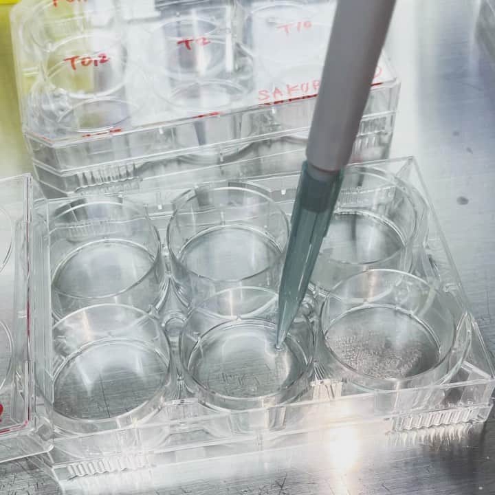 櫻井麻美のインスタグラム：「PCRのための細胞回収🧫 カリカリカリカリカリカリカリカリ… この作業を48回分やったら手が笑ってる😂 ・ ・ #研究室より #タキシフォリン  #実験中 #PCR #腱鞘炎 #終電逃しました」
